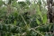 Coffee Plants